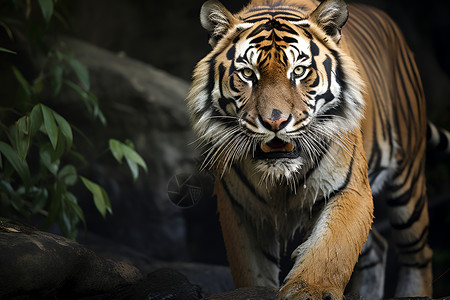 行走的老虎有攻击性的高清图片