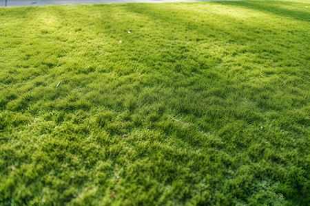 人工的绿色草坪背景图片