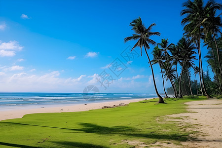 草地海边海滩上的椰子树背景