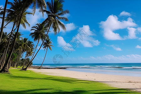 草地海边海边的椰子树背景