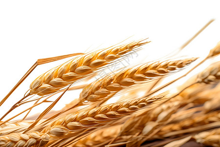 丰收的农业小麦背景图片