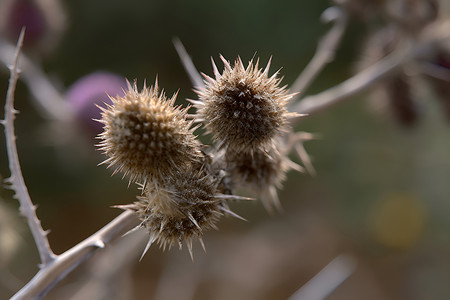 野草花朵的特写照片背景图片