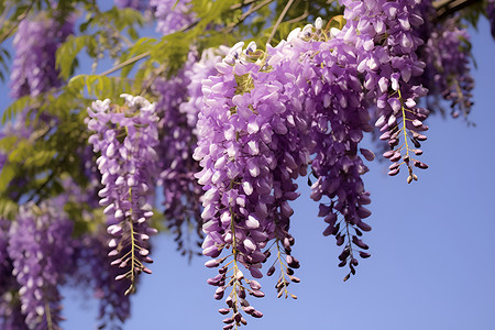 一簇紫藤花紫色的花朵垂挂在树枝上背景