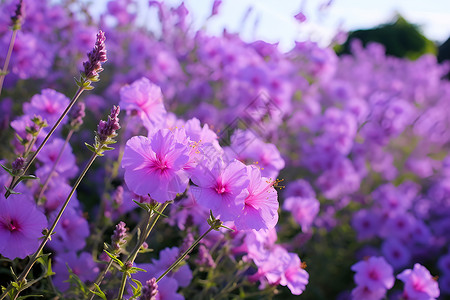 花海美景背景图片