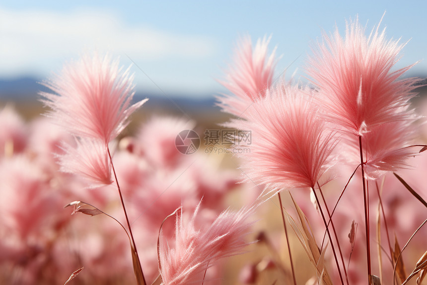 粉色蓬草在阳光下图片