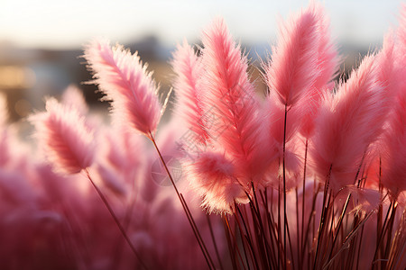 粉色凤尾草在阳光下绽放高清图片