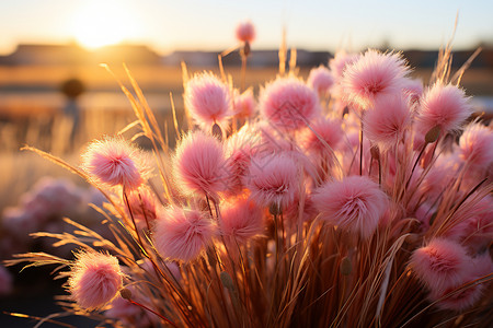 美丽的粉红绒草背景图片