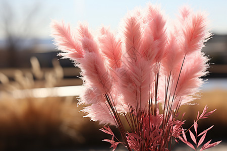 粉色麦草在阳光下高清图片