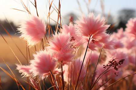 草坪上的粉红芒草背景图片
