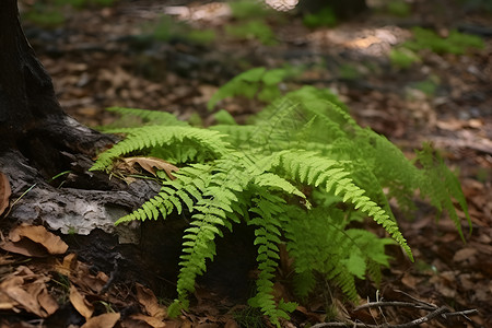 蕨类植物照片背景图片