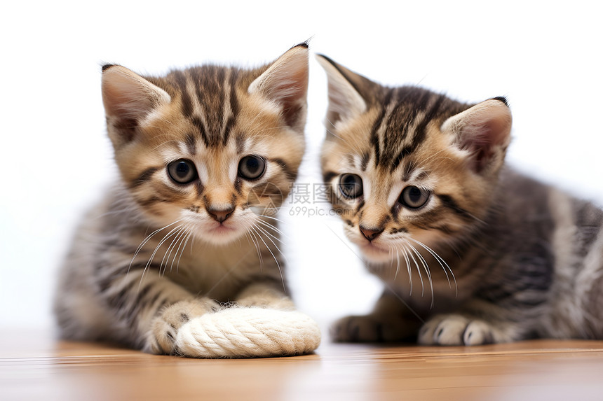 两只小猫互相凝视图片