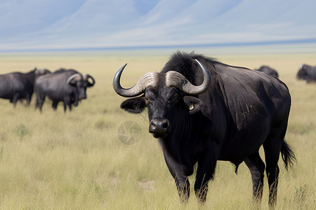一群黑水牛背景图片