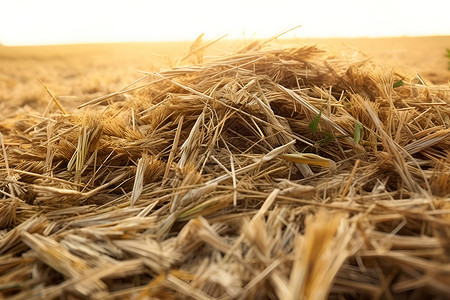 麦秆一堆干草背景