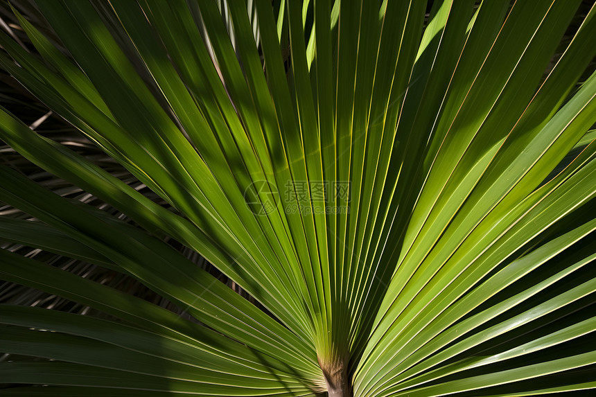 绿意盎然的棕榈树图片