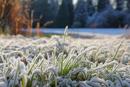 冻结的草地冬日的农田背景