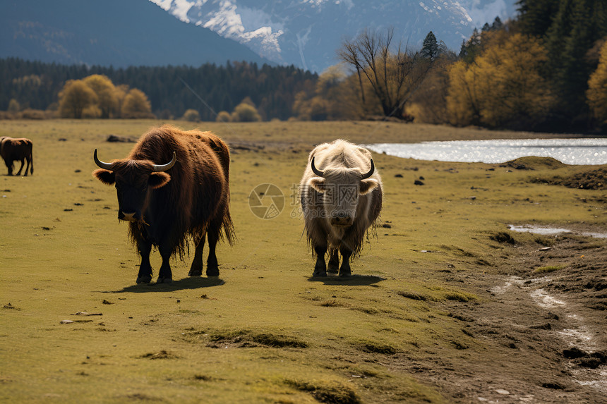 湖畔的牛群图片