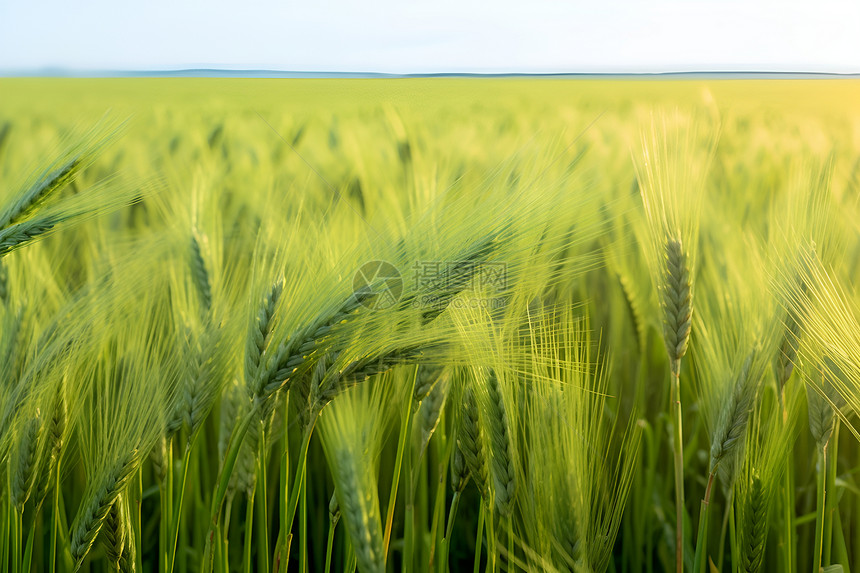 田野中的农业小麦图片