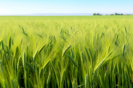 一片未成熟的小麦背景图片