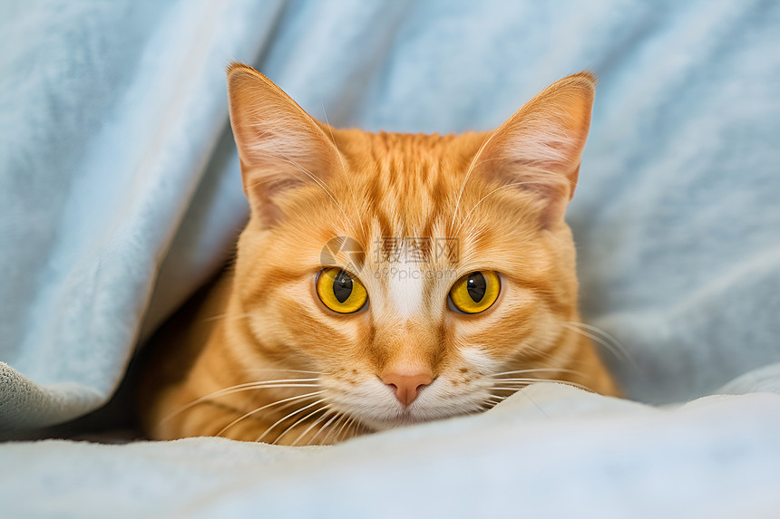 小猫在毯子上躺着图片