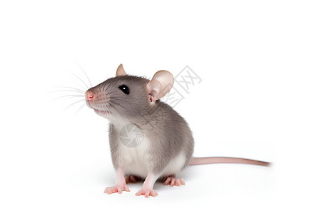 地板上坐着的灰色老鼠背景图片
