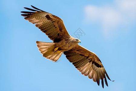 天空中飞翔的老鹰高清图片