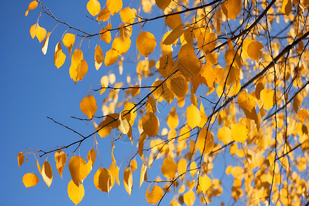 金黄叶子的树背景图片