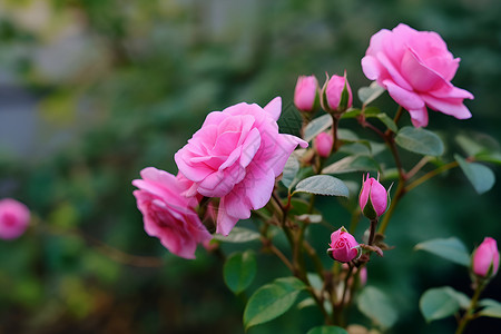 粉红玫瑰丛盛开玫瑰丛高清图片