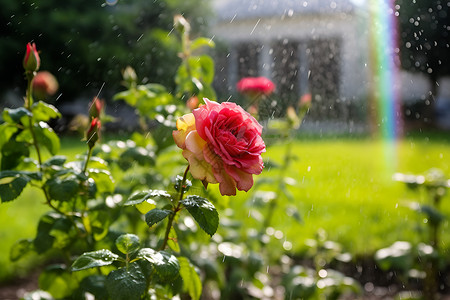 花园中的玫瑰背景图片
