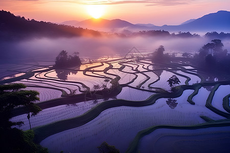 晨曦中的稻田背景图片
