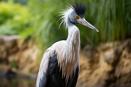 动物脖子水边黑头长颈鹤背景