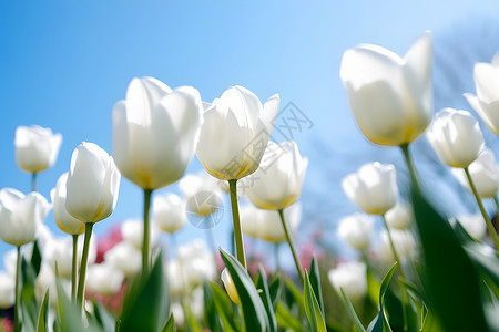 花园绽放的郁金香花海背景图片