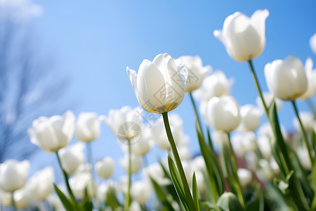 美丽绽放的郁金香花朵背景图片