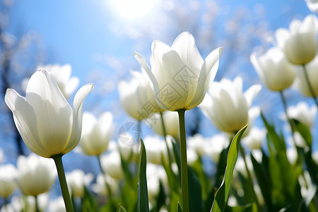 春季花园绽放的郁金香花海背景图片