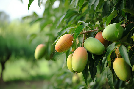 硕果累累的芒果种植果园背景图片