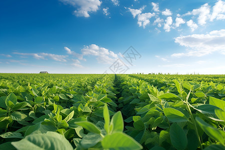 农场中种植的大豆作物高清图片