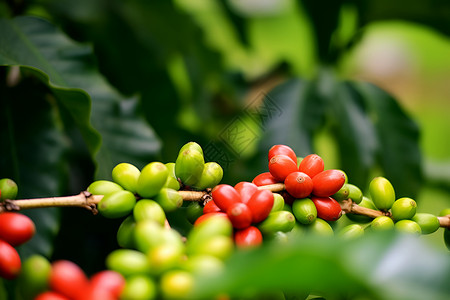 乡村农业种植的咖啡豆果园背景图片