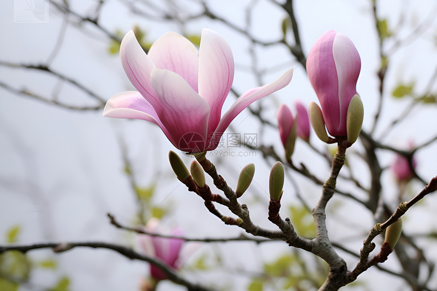 春日花开的玉兰花花朵图片