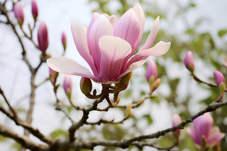 春季花园中绽放的玉兰花花朵背景图片