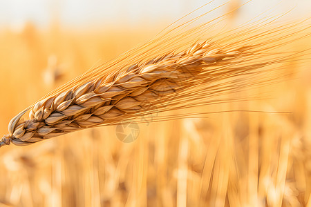 丰收的农业麦田背景图片