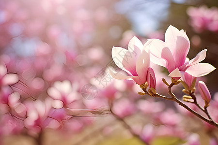 美丽绽放的木兰花花朵背景图片