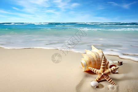 沙滩上漂亮的贝壳高清图片