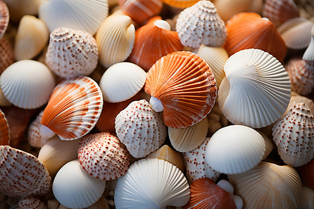 美丽贝壳的海滩景观高清图片