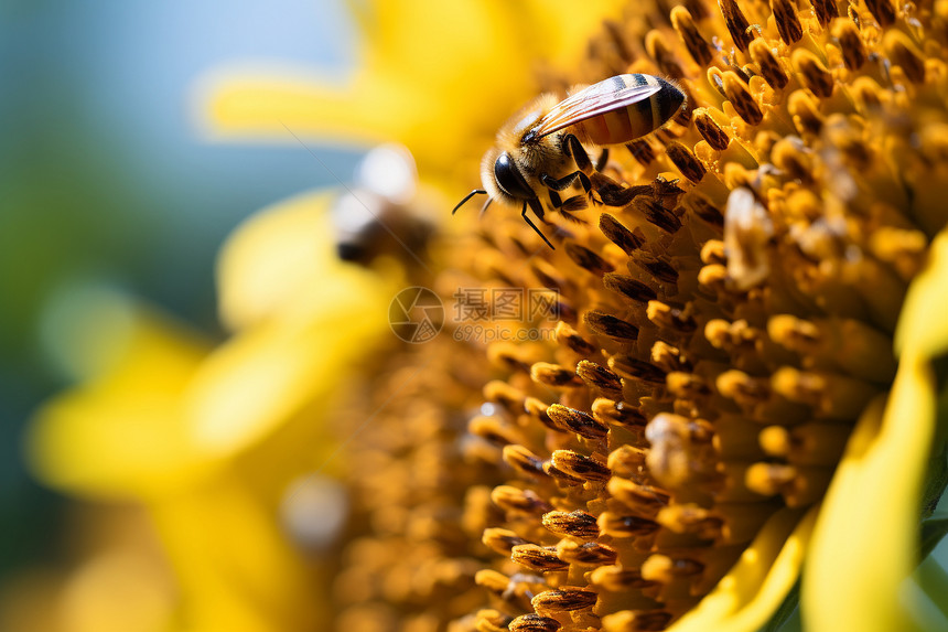 蜜蜂采蜜的向日葵花海图片