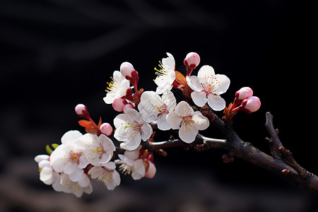 春日里盛开的白粉樱花背景图片