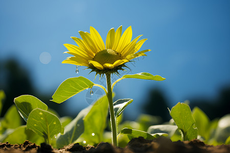 阳光下美丽的向日葵幼苗背景图片