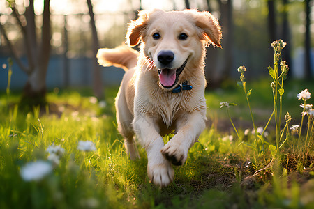 户外欢乐玩耍的金毛犬背景图片