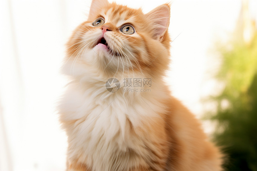 呆萌的宠物猫咪图片