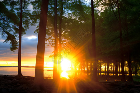 夕阳照耀下的森林背景图片