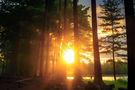 森林中的日落背景图片