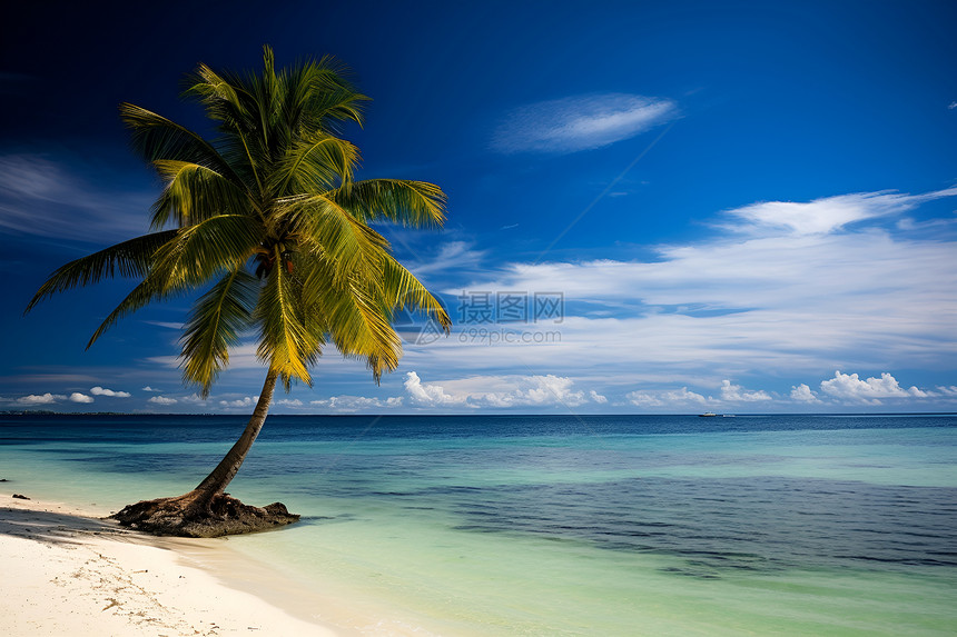 海边的棕榈树图片